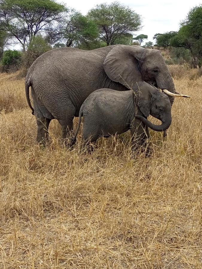 Meru Safari House Arusha Dış mekan fotoğraf